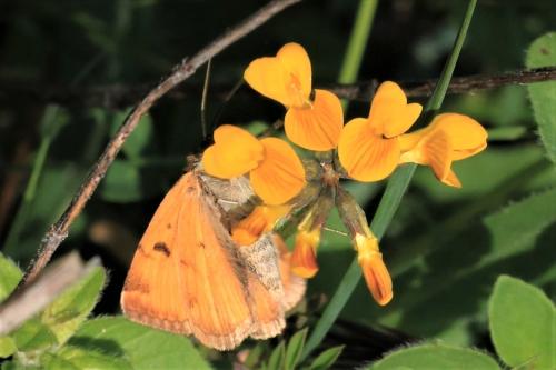 Réf. 306 689 : Euclidia glyphica